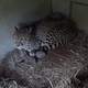 The newborn cheetah cubs with their mother, Amani, in a livestream still.